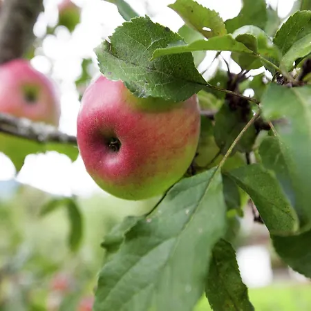 Διαμέρισμα Beautiful In Zillertal